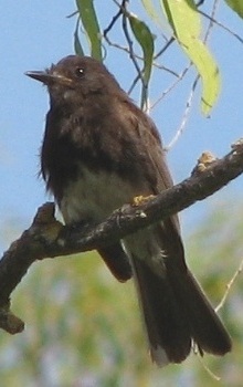 Black Phoebe