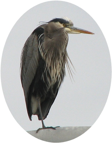 Great Blue Heron