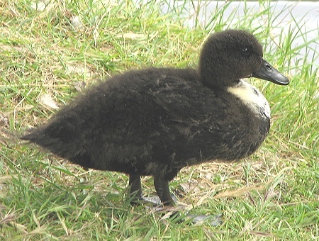 Blue Swedish Duck