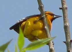 Bullocks Oriole