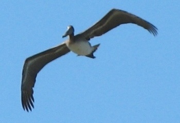 Brown Pelican