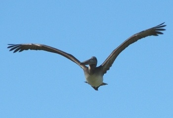 Brown Pelican