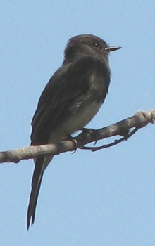 Black Phoebe