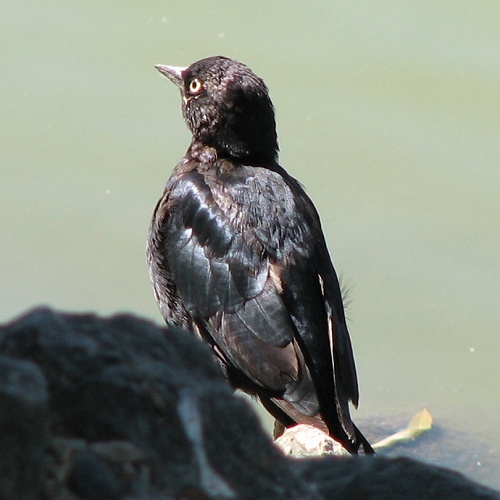 Brewer's Blackbird