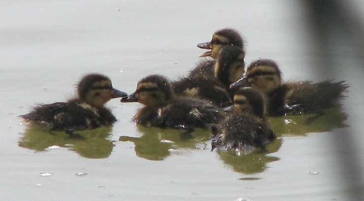 Mallard Brood