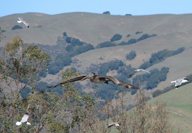 Brown Pelican