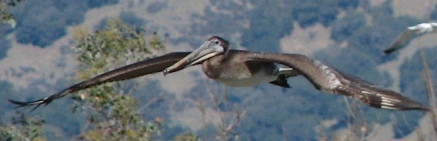 Brown Pelican