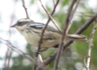 Black-throated Gray Warbler