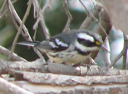 Black-throated Gray Warbler