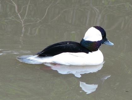 Bufflehead