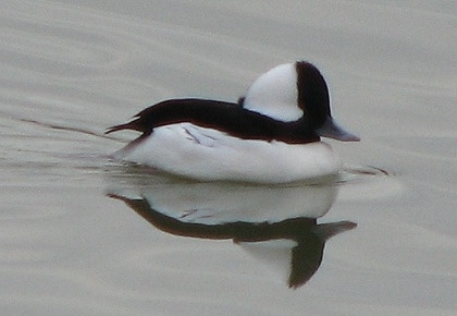 Bufflehead