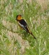 Bullocks Oriole