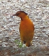 Bullocks Oriole