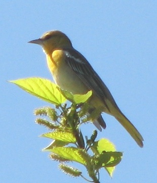 Bullocks Oriole