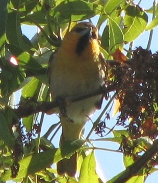 Bullocks Oriole