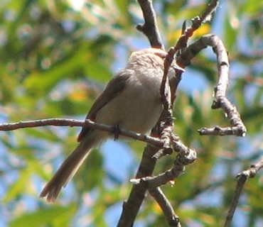 Bushtit