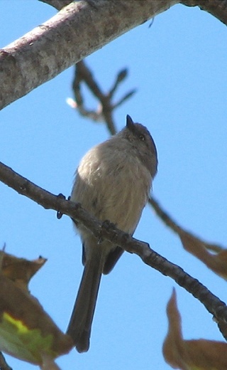 Bushtit