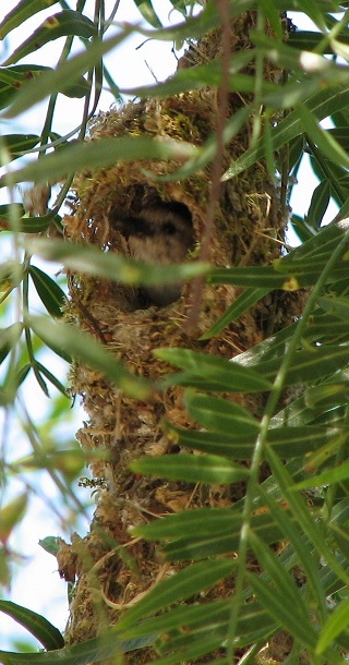 Bushtit