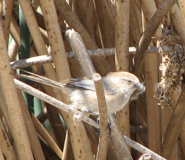 Bushtit