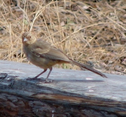 California Towhee