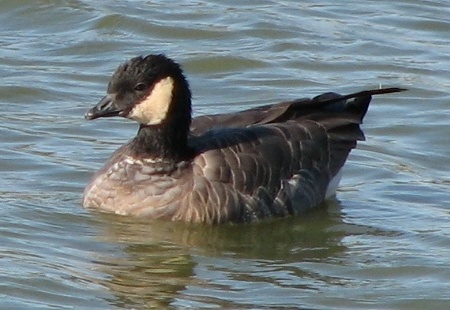 Cackling Goose minima