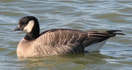 Cackling Goose minima