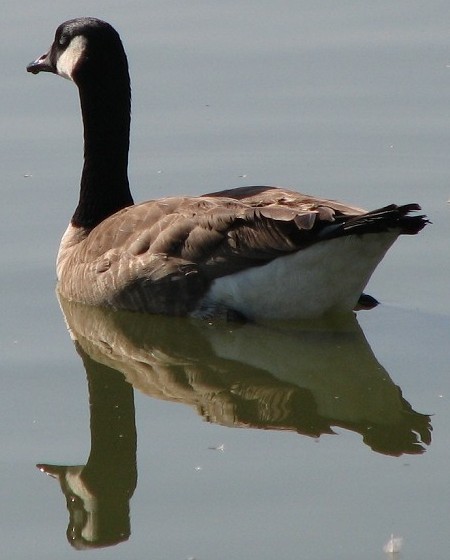 Canada Goose