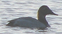 Canvasback