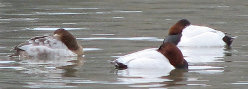 Canvasback