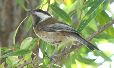 Chestnut-backed Chickadee