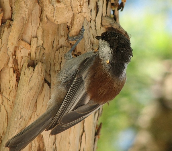 Chestnut-backed Chickadee