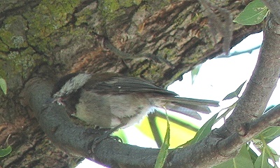 Chestnut-backed Chickadee