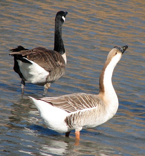 Chinese Goose