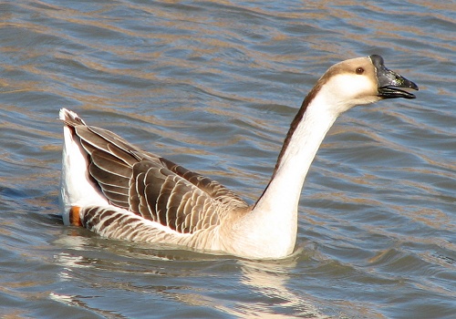 Chinese Goose