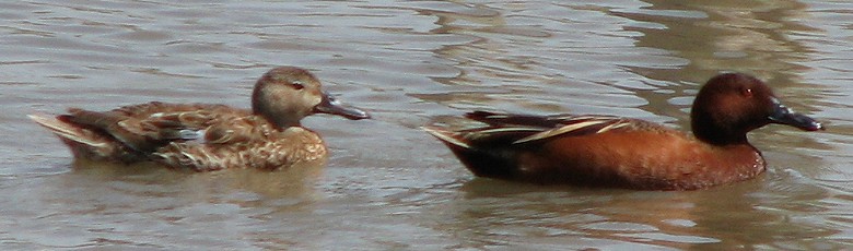 Cinnamon Teal