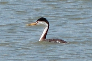 Grebe