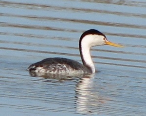 Grebe