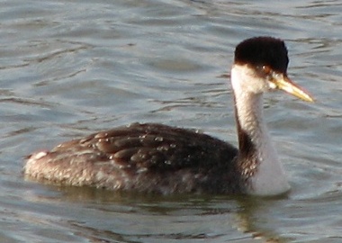 Grebe