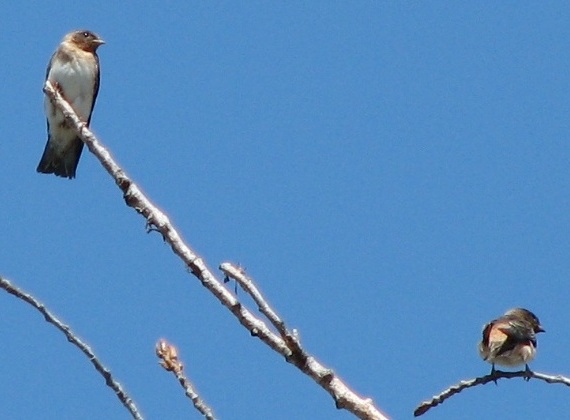 Cliff Swallow