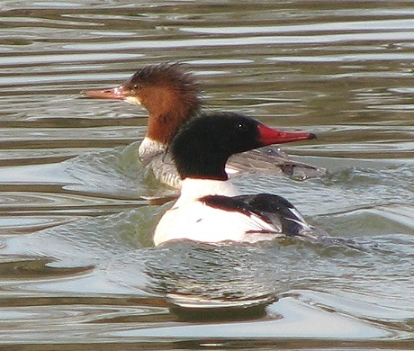 Common Merganser