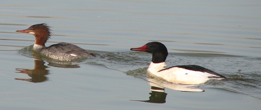 Common Merganser