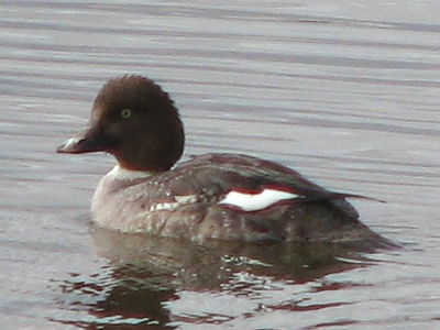 Common Goldeneye