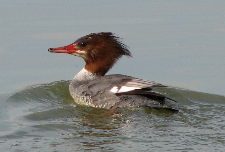 Common Merganser