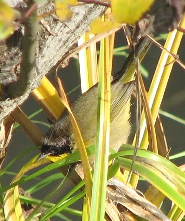 Common Yellowthroat