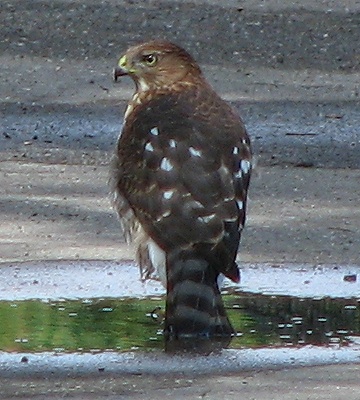 Coopers Hawk