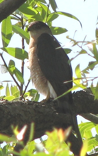 Coopers Hawk