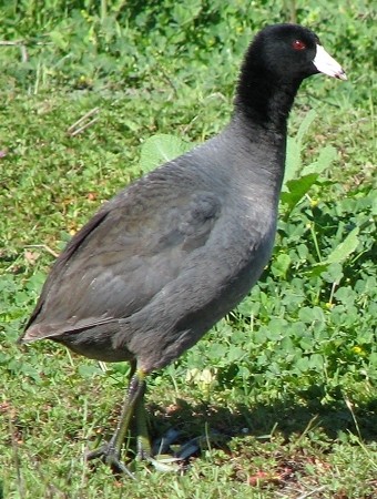 American Coot