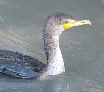 Cormorant