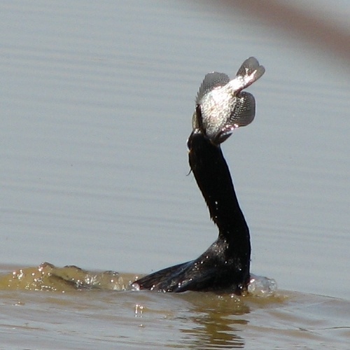 Cormorant