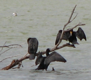 Cormorants